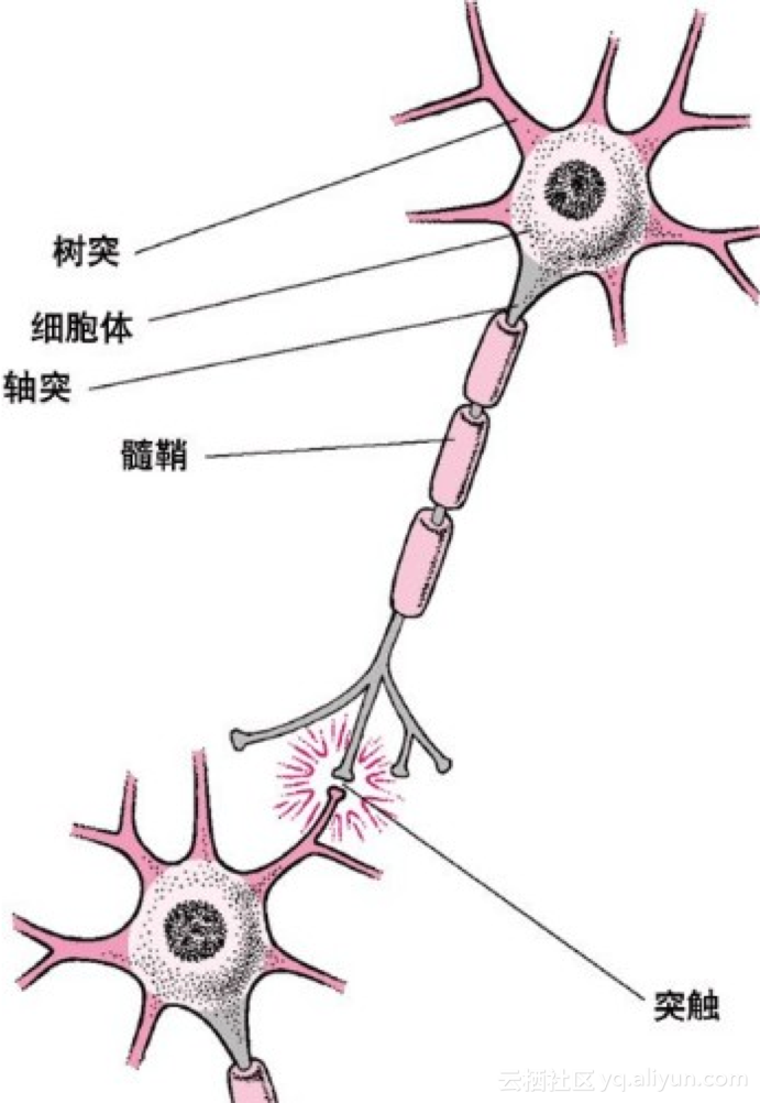 连接主义学派  如上图所示，  一个神经元由三个主要部分组成