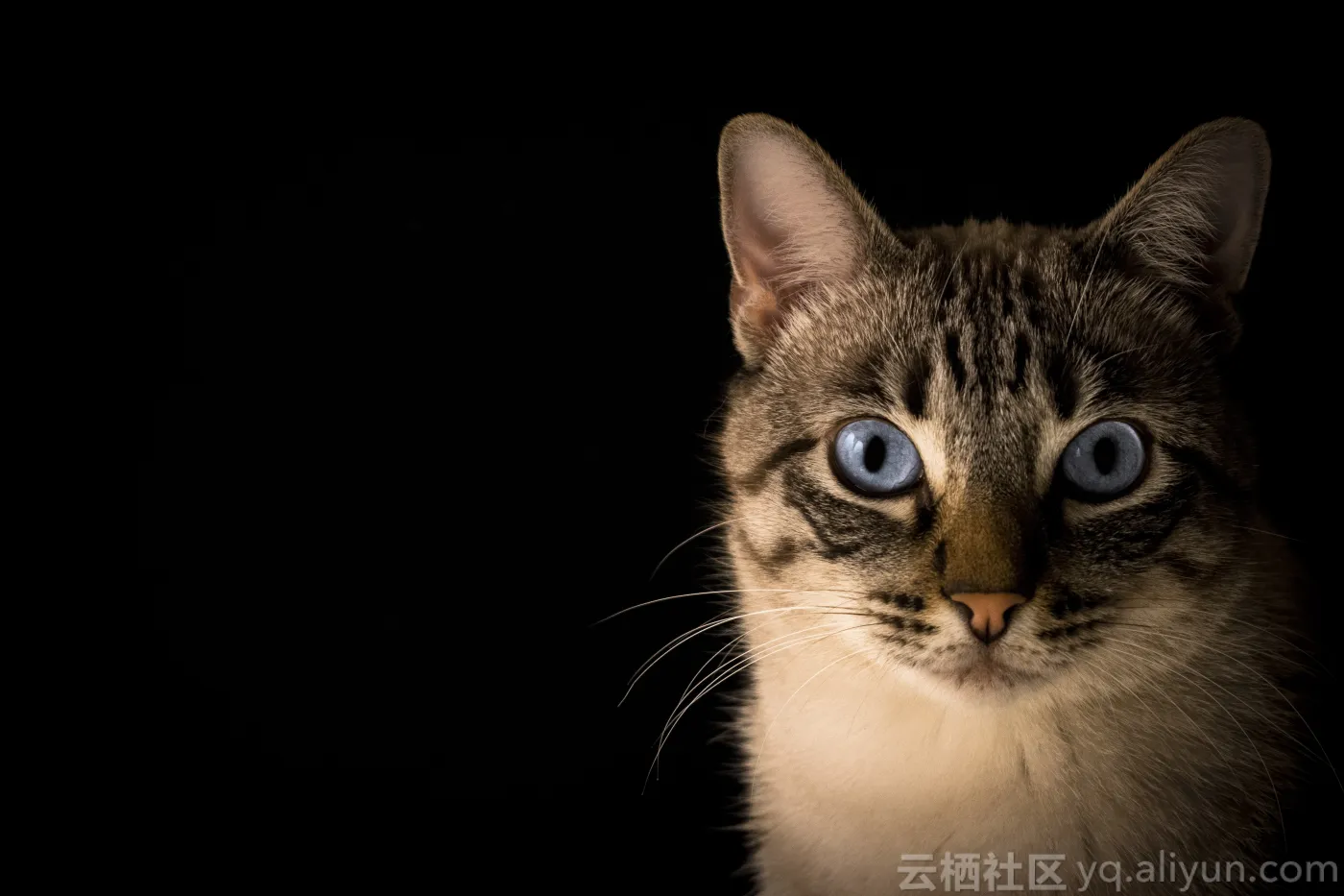 382_pactovisual_close_up_photo_of_tabby_cat_min 382_pactovisual_close_up_photo_of_tabby_cat_min