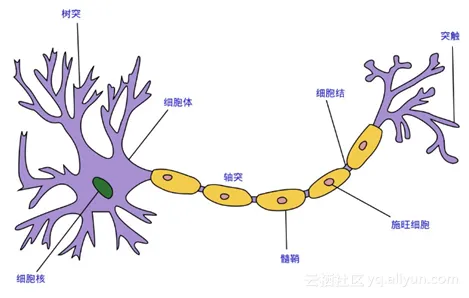 ai_nn_sheng_shenjing