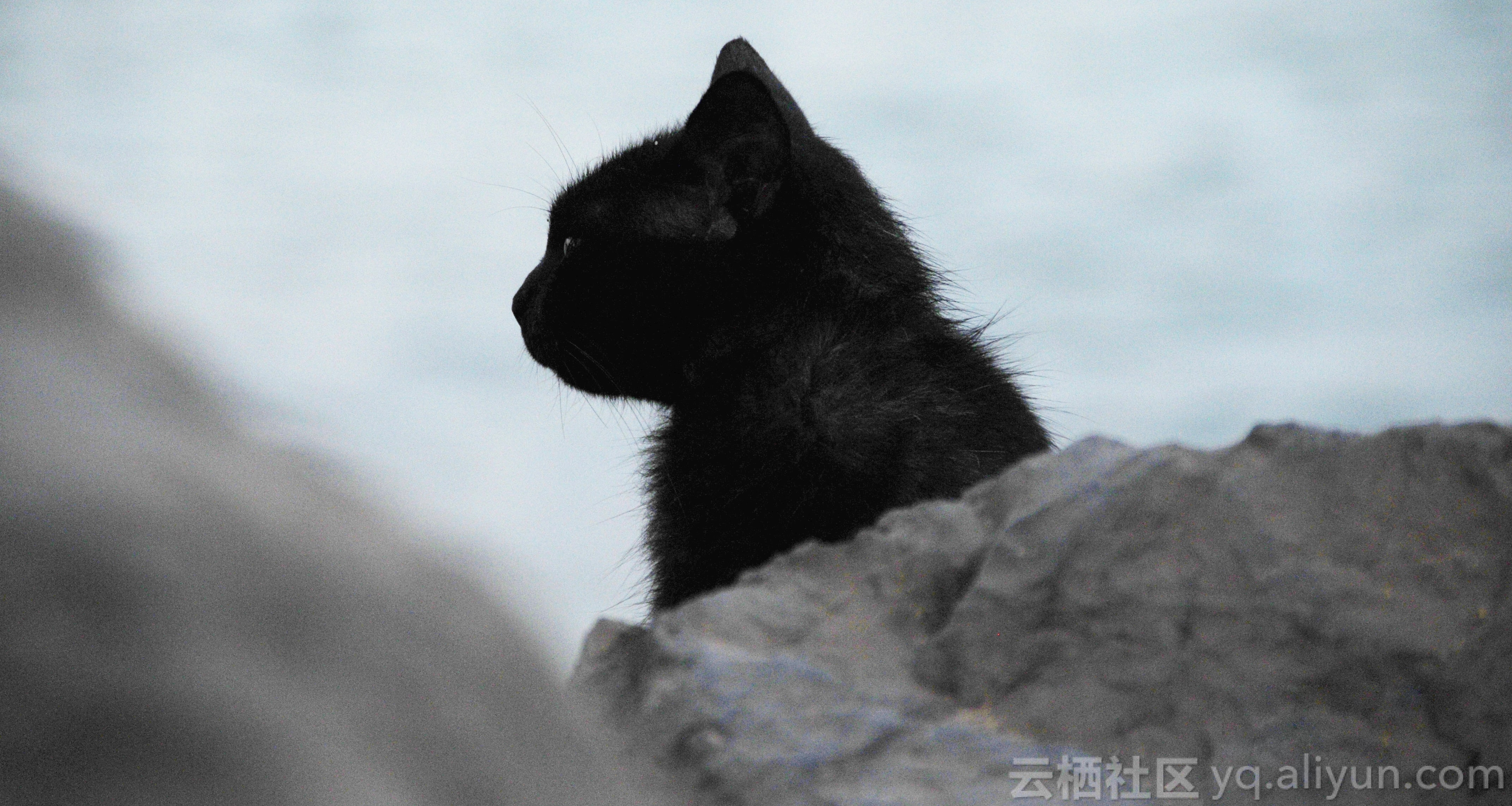 192_ofabi_black_cat_behind_stone_min