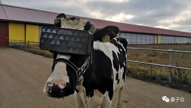 奶牛戴上VR眼镜“看片”，开心了可以多产奶：俄罗斯官方做了实验，拯救奶牛的冬季忧郁