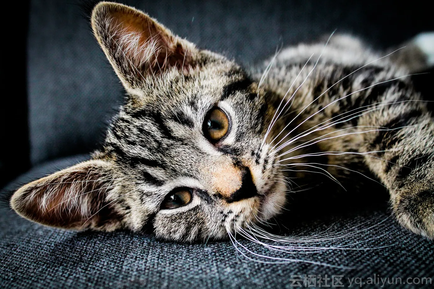 427_ejleusink_brown_and_black_tabby_cat_lying_on_gray_cushion_min