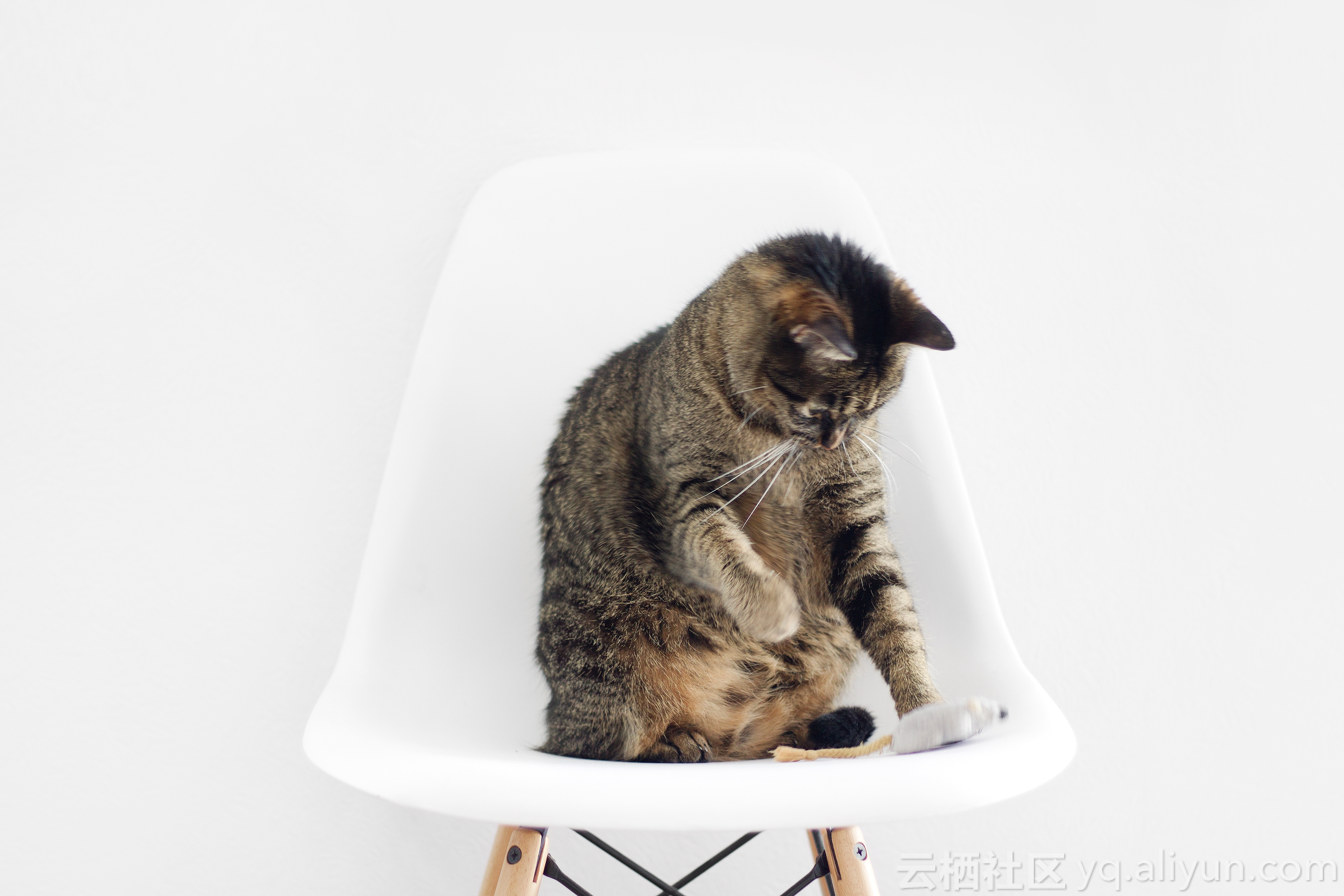 547_sarahdorweiler_brown_tabby_cat_sitting_on_bar_stool