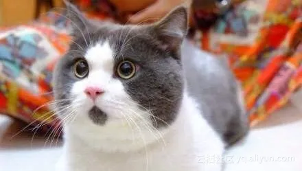 e500e3b01fbf586cbeffc6ee57be57420c619874