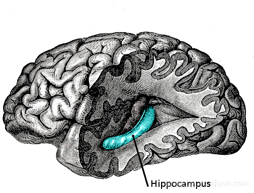 Gray739_emphasizing_hippocampus
