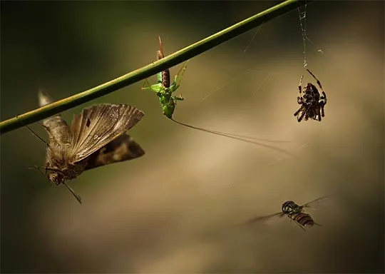 30个漂亮的微距摄影作品欣赏