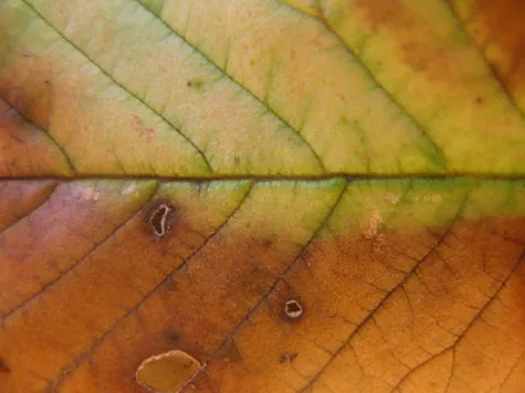 Dead Leaf Textures