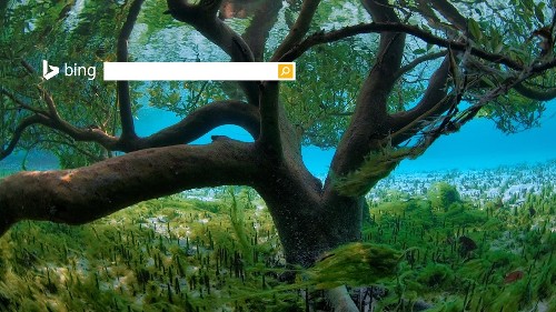塞舌尔亚达伯拉红树林中的水下摄影