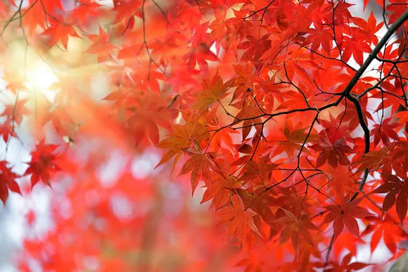 14 Colorful Autumn Wallpapers