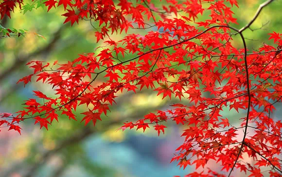 14 Colorful Autumn Wallpapers