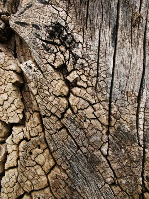 Tree Bark