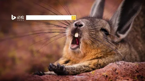 一只打哈欠的山绒鼠