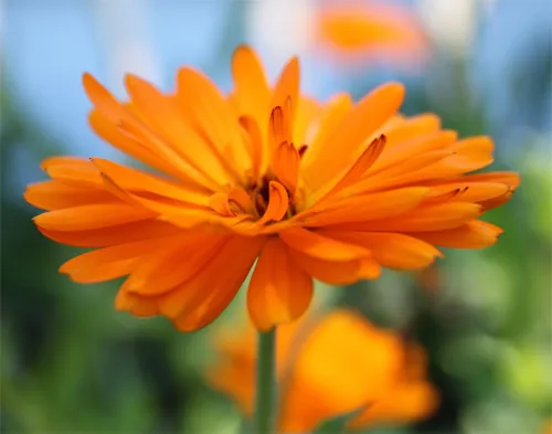 orange flower