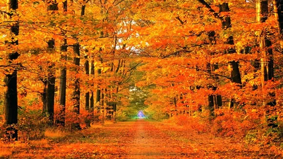 14 Colorful Autumn Wallpapers