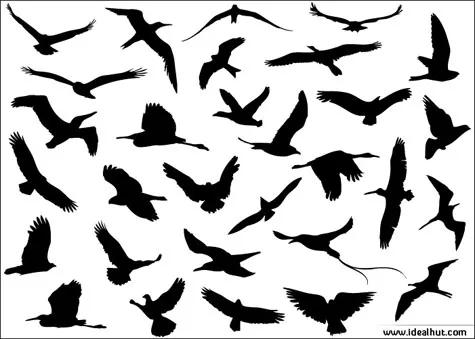 Flying Birds