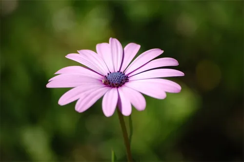 purple flower