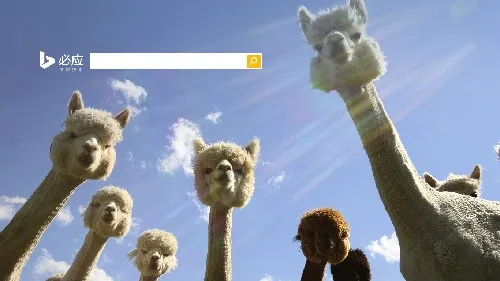 你被羊驼围观啦