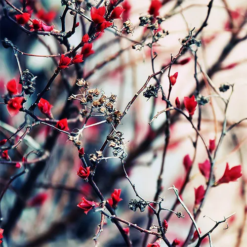 red flower