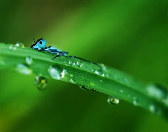 30个漂亮的微距摄影作品欣赏