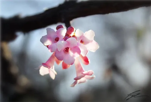 pink tree flower