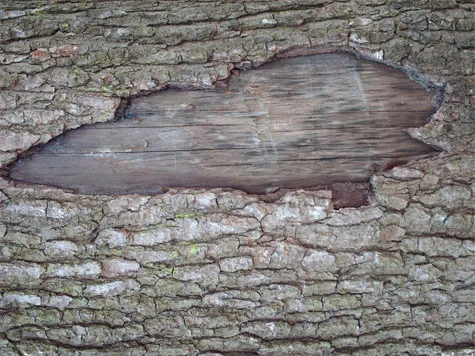 Bark Textures