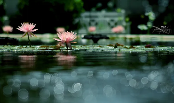 Heart-touching bokeh photography