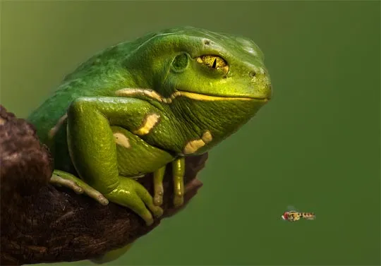 30个漂亮的微距摄影作品欣赏