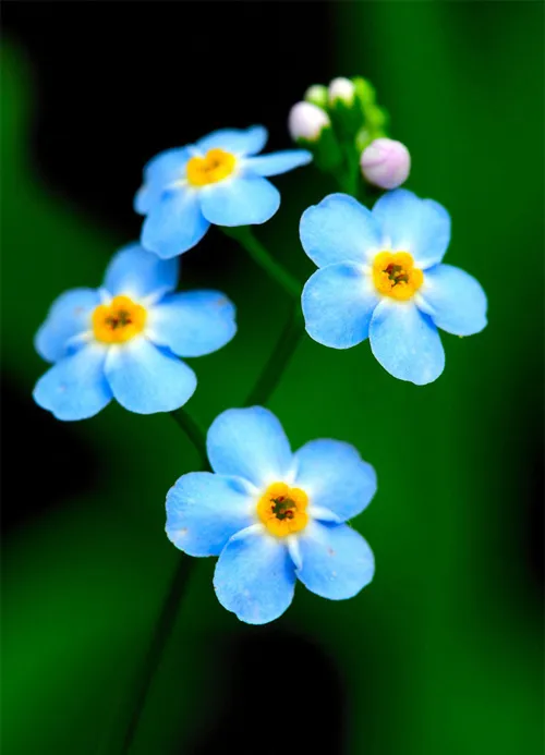 blue flower 2