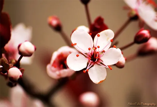 cherry flower