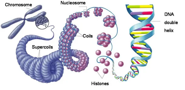 DNA packaging