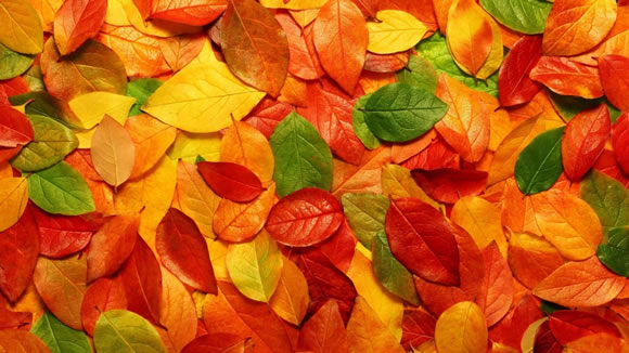 14 Colorful Autumn Wallpapers